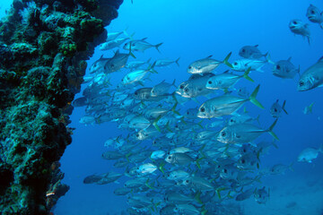 Fototapeta premium Diving at the Royal Mail Steamer Rhone sank 1867, Island Salt, British Virgin Island, Caribbean wreck dive, Fun diving with beautiful fishes