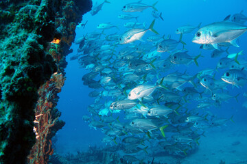 Naklejka na ściany i meble Diving at the Royal Mail Steamer Rhone sank 1867, Island Salt, British Virgin Island, Caribbean wreck dive, Fun diving with beautiful fishes