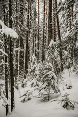 Snow-covered forest