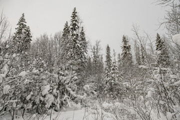 Snow-covered forest