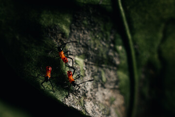 Insect in a leaf