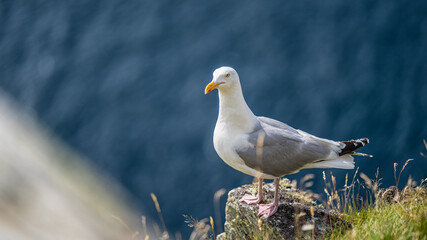 Vogelrunde in Norwegen