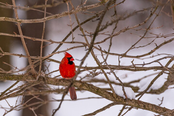 Northern cardinal bird perched in bare tree branches in forest in winter