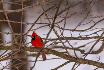 Northern cardinal bird perched in bare tree branches in forest in winter