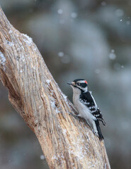 A male downy woodpecker looks for a meal.
