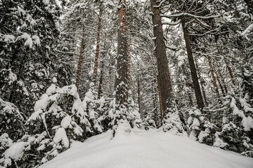 Snow-covered forest
