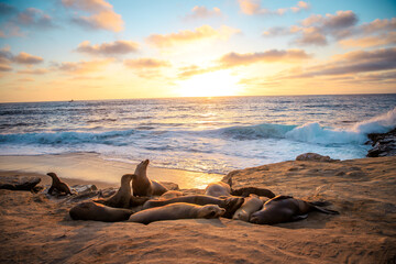 Sleeping seals enjoying sunset on the beach 
