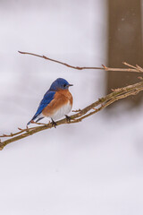 Eastern bluebird perched on bare tree branch in snowy forest