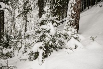 Snow-covered forest