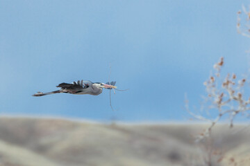 A great blue heron glides into his rookery while holding a stick in its beak