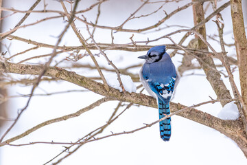 Blue jay bird perched on bare tree branches in forest in winter