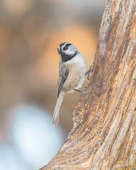 A mountain chickadee pauses for a brief moment on a weathered tree in Wyoming.
