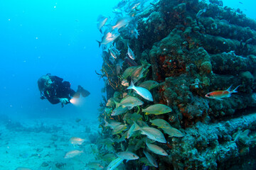 Diving at the Royal Mail Steamer Rhone sank 1867, Island Salt, British Virgin Island, Caribbean wreck dive, Fun diving with beautiful fishes
