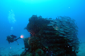 Diving at the Royal Mail Steamer Rhone sank 1867, Island Salt, British Virgin Island, Caribbean wreck dive, Fun diving with beautiful fishes