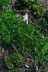 green moss in the forest with pine needles