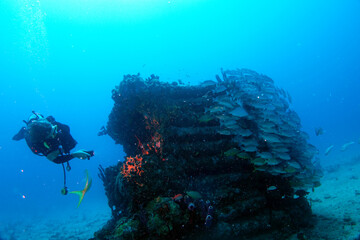 Diving at the Royal Mail Steamer Rhone sank 1867, Island Salt, British Virgin Island, Caribbean wreck dive, Fun diving with beautiful fishes