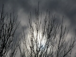 silhouette of bare branches against a cloudy sky