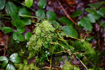 Closeup of moss and leaves in the wood, England