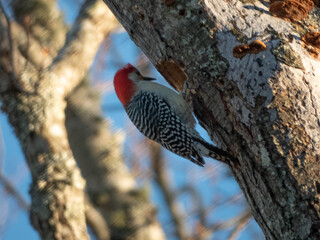 woodpecker on tree