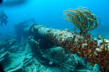 Diving at the Royal Mail Steamer Rhone sank 1867, Island Salt, British Virgin Island, Caribbean wreck dive, Fun diving with beautiful fishes