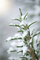 Rosemary in snow natural background