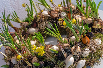 Frühlingskranz mit Blumenzwiebeln