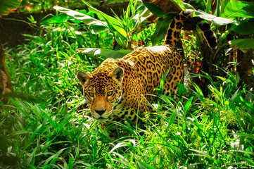 A jaguar in the grass - obrazy, fototapety, plakaty