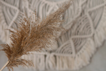 reed plant against a white brick wall background © leona_44