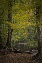 Bach durch herbstlichen Wald