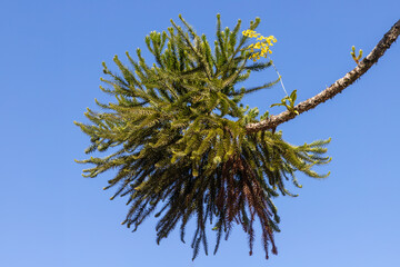 Detail of araucaria tree and yellow flower