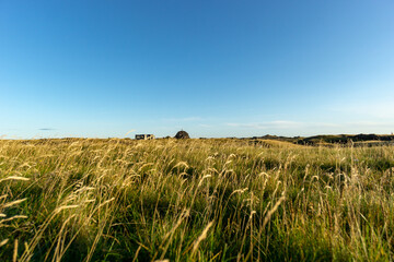 Beautiful shot of a feather grass field in the countryside in the blue sky background
