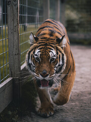 Siberian tiger in the zoo