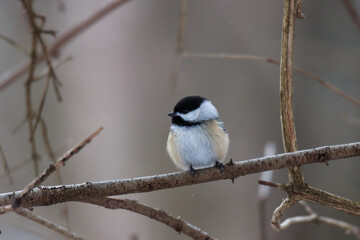 Black-capped chickadee perched in a forest on a cloudy winter morning. 