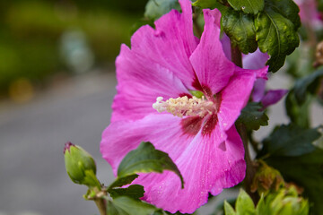 Beautiful fuchsia hibiscus, (Hibiscus syriacus). Close up.