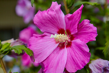 Beautiful fuchsia hibiscus, (Hibiscus syriacus). Close up.