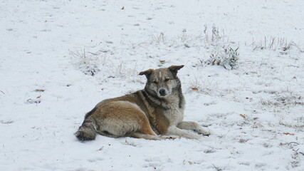 a dog in the snow during the day