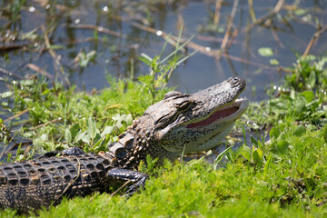 North American Alligator in a Florida Marsh