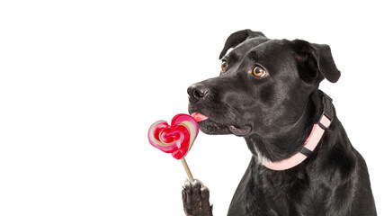 Dog Eating Heart Valentine's Day Sucker
