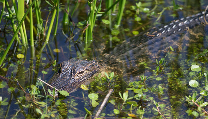 North American Alligator in a Florida Marsh