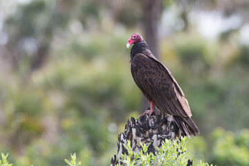 Turkey Vulture perched on tree Stump
