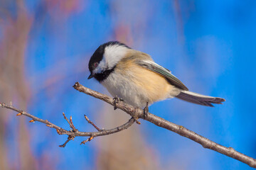 Chickadee Perched