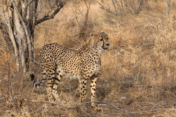 Beautiful Adult Cheetah in South Africa