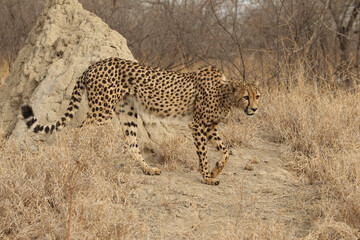 Beautiful Adult Cheetah in South Africa