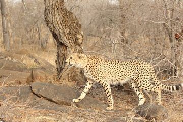 Beautiful Adult Cheetah in South Africa
