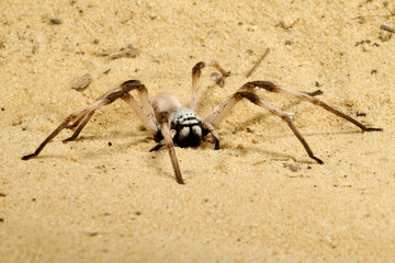 White Lady Huntsman Spider