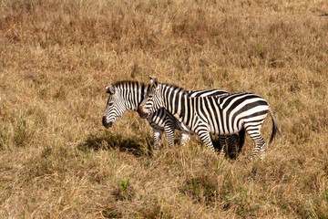 Obraz na płótnie Canvas Pair of Zebra in South Africa