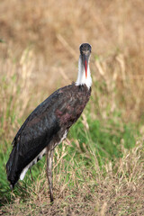 Wooly-necked Stork in the Masai Mara of Kenya Africa