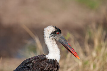 Wooly-necked Stork in the Masai Mara of Kenya Africa