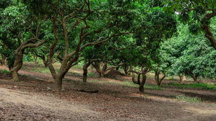 The Lush Chloroplastida of the park