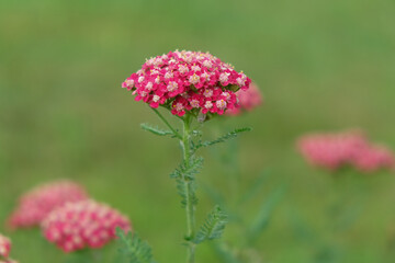 Pink blooming Achillea millefolium like fire in the mist of a green garden. © Natallia